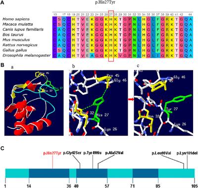 A Novel Heterozygous Pathogenic Variation in CYCS Gene Cause Autosomal Dominant Non-Syndromic Thrombocytopenia 4 in a Large Chinese Family